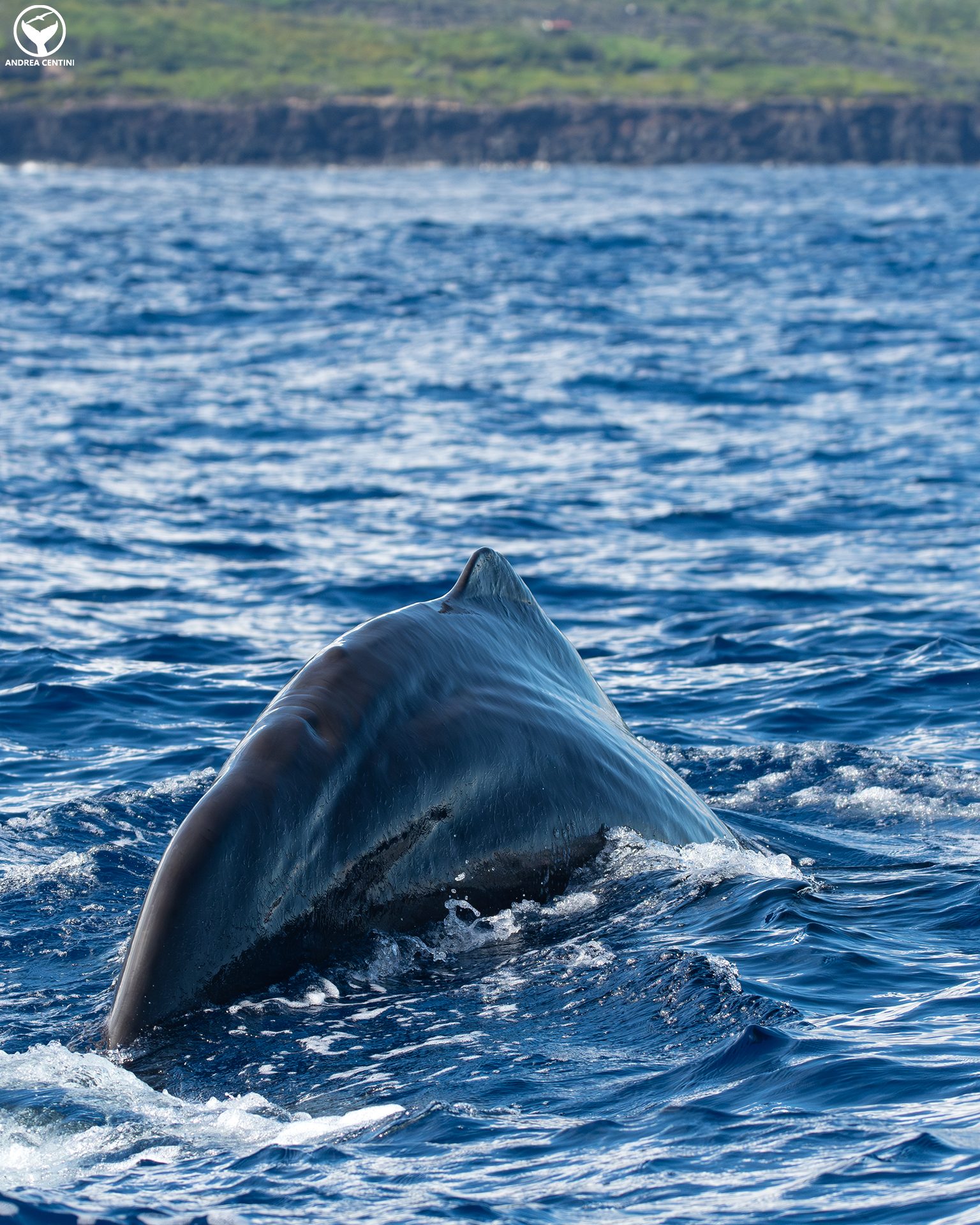 Nous avons été témoins de l'allaitement des cachalots dans l'Océan Atlantique : une rencontre captivante aux Açores 8 Un capodoglio s'apprête à plonger.