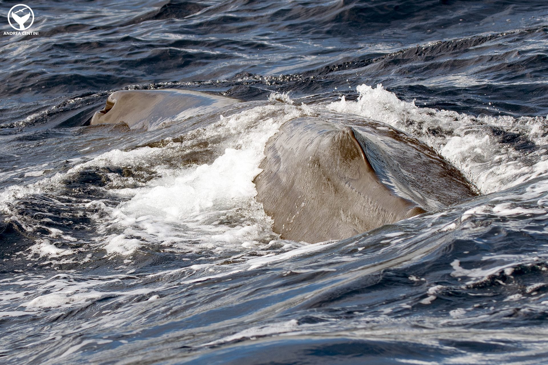 Nous avons été témoins de l'allaitement des cachalots dans l'Océan Atlantique : une rencontre captivante aux Açores 9 Capodoglio.