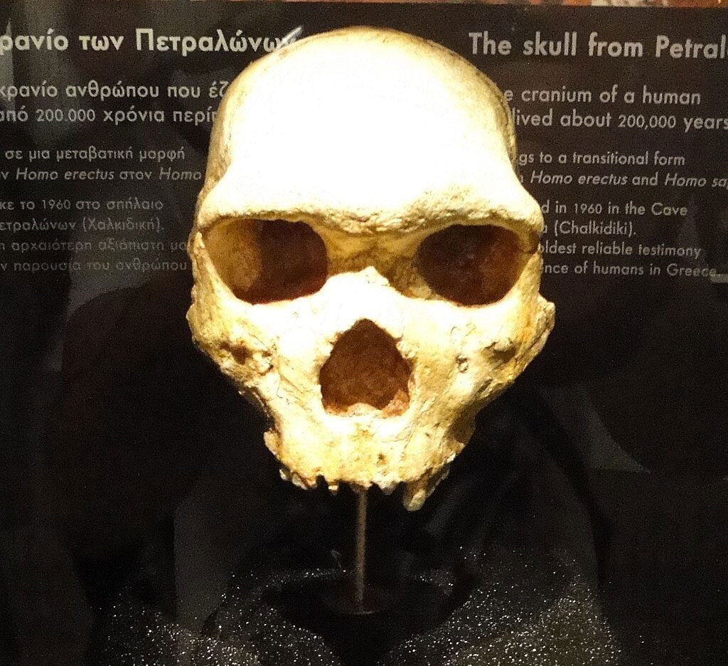 Le mystère du crâne de Petralona divise les chercheurs : ni homme moderne, ni Néandertalien 3 Le crâne de Petralona est exposé au Musée archéologique de Thessalonique / Wikipedia