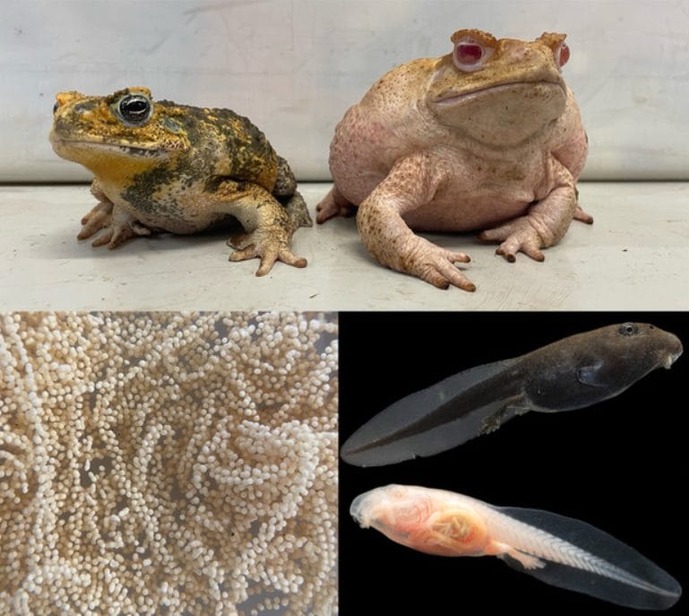 Des grenouilles blanches cultivées en laboratoire : une étude en Australie révèle les mystères de leur rareté 3 En haut, des crapauds des cannes albinos (Rhinella marina) mâles et femelles, produits par l’élimination du gène de la tyrosinase dans les zygotes au début du développement. En bas à droite, des œufs albinos : têtards albinos et pigmentés / Crédit : Chris Jolly/Proceedings of the Royal Society B.