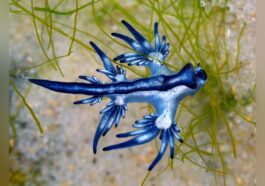 Un exemplaire de drago bleu. Crédit : iStock