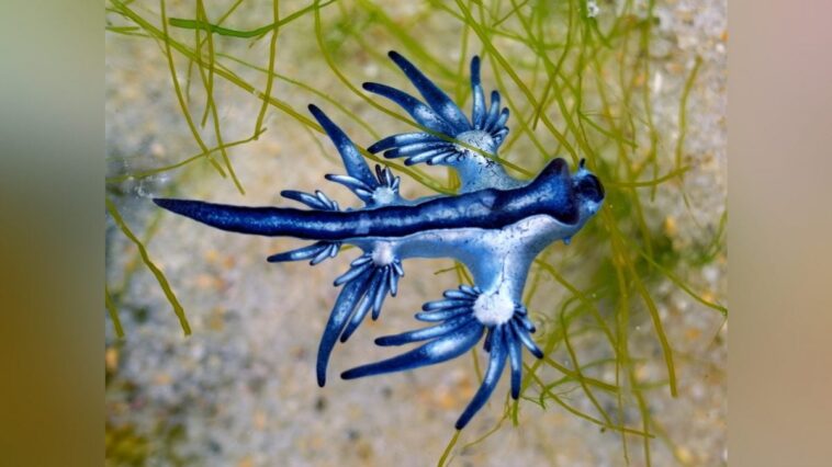 Apparition des drags bleus en Espagne : que sont-ils et pourquoi les plages ont-elles été fermées ? Explications d'un expert 1 Un exemplaire de drago bleu. Crédit : iStock