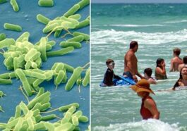 Bactérie 'mange-carne' Vibrio vulnificus cause 10 morts le long de la côte atlantique des États-Unis