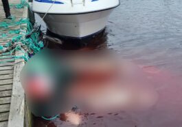 Certains des dauphins massacrés lors de la chasse du 25 août aux îles Faroe. Crédit : Sea Shepherd