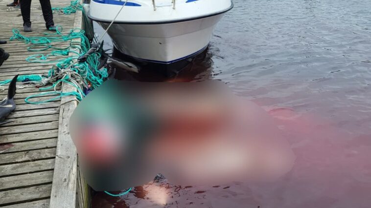 Cinquante dauphins tués à coups de couteau aux îles Féroé : un nouveau massacre en cours 1 Certains des dauphins massacrés lors de la chasse du 25 août aux îles Faroe. Crédit : Sea Shepherd