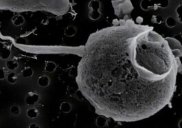 Le virus PelV–1. Crédit : Gajigan et al / bioRxiv