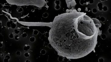 Découverte d'un mystérieux virus géant à la queue exceptionnelle : tout ce que nous savons sur PelV-1 15 Le virus PelV–1. Crédit : Gajigan et al / bioRxiv