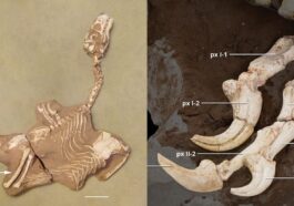 À gauche le fossile complet de Shri rapax, à droite détail des formidables griffes. Crédit : Historical Biology