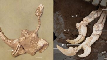 Découverte d'un nouveau dinosaure : semblable au vélociraptor, mais avec une morsure plus puissante et des griffes acérées comme des lames 17 À gauche le fossile complet de Shri rapax, à droite détail des formidables griffes. Crédit : Historical Biology