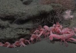 Des asticots roses, un personnage de SpongeBob et la découverte de nombreuses nouvelles espèces dans un immense canyon argentin 5 Astici roses de la Patagonie découverts dans un énorme canyon sous-marin devant l'Argentine. Crédit : Schmidt Ocean Institute