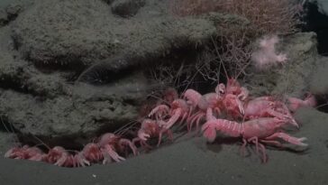 Des asticots roses, un personnage de SpongeBob et la découverte de nombreuses nouvelles espèces dans un immense canyon argentin 6 Astici roses de la Patagonie découverts dans un énorme canyon sous-marin devant l'Argentine. Crédit : Schmidt Ocean Institute