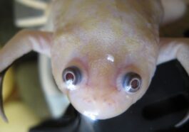 Des grenouilles blanches cultivées en laboratoire : une étude en Australie révèle les mystères de leur rareté 1 Image
