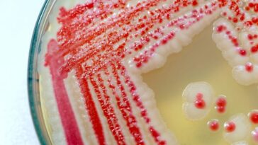 Des nouveau-nés décédés à Bolzano suite à une infection par le bacille Serratia : qu'est-ce que c'est et pourquoi frappe-t-il les plus vulnérables ? 17 Colonie de bactéries Serratia marcescens sur plaque / Crédit : iStock