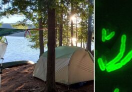 Homme positif au Covid-19 en Californie, en vacances dans un camping au bord du lac Tahoe 39 En Californie, un homme a été testé positif à la peste après avoir séjourné dans un camping près du lac Tahoe. À droite, Yersinia pestis, la bactérie responsable de la maladie / Crédit : iStock/Wikipedia