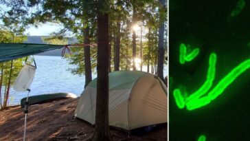 Homme positif au Covid-19 en Californie, en vacances dans un camping au bord du lac Tahoe 22 En Californie, un homme a été testé positif à la peste après avoir séjourné dans un camping près du lac Tahoe. À droite, Yersinia pestis, la bactérie responsable de la maladie / Crédit : iStock/Wikipedia