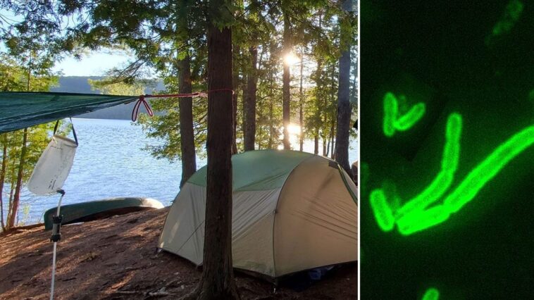 Homme positif au Covid-19 en Californie, en vacances dans un camping au bord du lac Tahoe 1 En Californie, un homme a été testé positif à la peste après avoir séjourné dans un camping près du lac Tahoe. À droite, Yersinia pestis, la bactérie responsable de la maladie / Crédit : iStock/Wikipedia