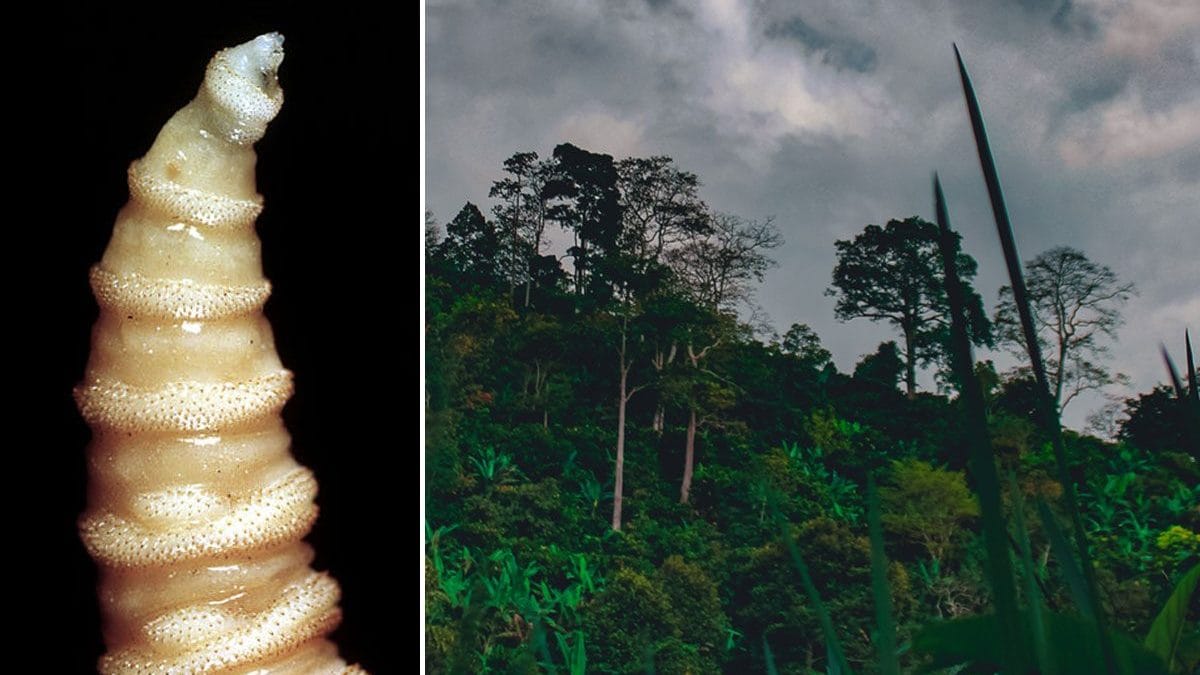 La larve carnivore de Cochliomyia hominivorax : découvrez où se cache cette mouche parasitaire qui menace l'homme 2 Détail d'une larve "mangia-carne" de Cochliomyia hominivorax / Crédit : CSIRO/iStock