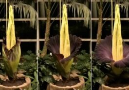 Le fleur cadavre de Varsovie a enfin éclos après des années : découvrez les images 20 JARDIN BOTANIQUE UNIVERSITÉ DE VARSOVIE | La floraison de l'Amorphophallus titanum