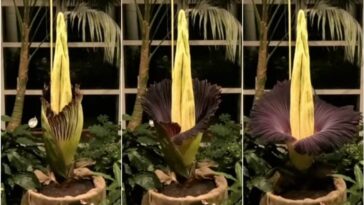 Le fleur cadavre de Varsovie a enfin éclos après des années : découvrez les images 6 JARDIN BOTANIQUE UNIVERSITÉ DE VARSOVIE | La floraison de l'Amorphophallus titanum