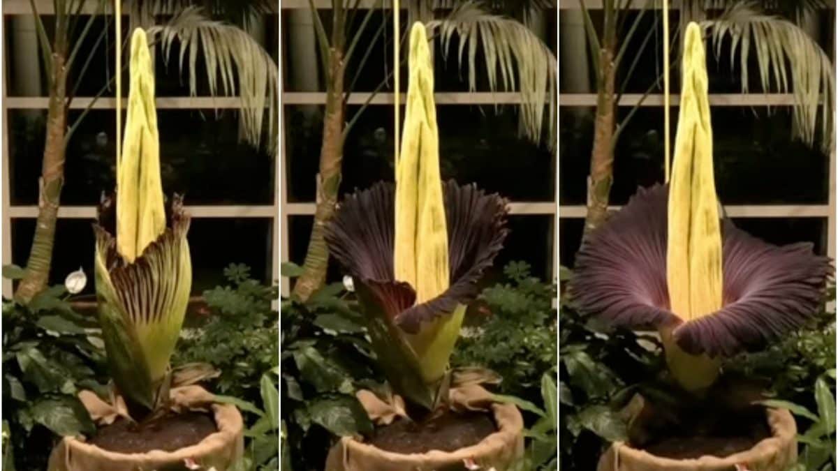 Le fleur cadavre de Varsovie a enfin éclos après des années : découvrez les images 2 JARDIN BOTANIQUE UNIVERSITÉ DE VARSOVIE | La floraison de l'Amorphophallus titanum
