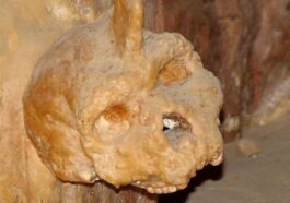 Le mystère du crâne de Petralona divise les chercheurs : ni homme moderne, ni Néandertalien 28 Le crâne de Petralona, retrouvé en 1960 collé à la paroi d'une grotte à 50 kilomètres de Thessalonique, en Grèce / Crédit : Wikipedia