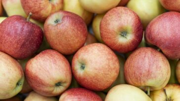 Manger un seul aliment pour maigrir : les dangers cachés des régimes monoalimentaires 15 Image
