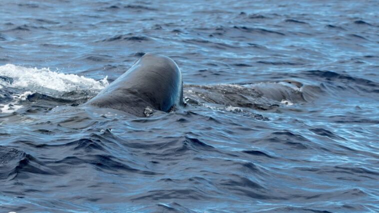 Nous avons été témoins de l'allaitement des cachalots dans l'Océan Atlantique : une rencontre captivante aux Açores 1 Un petit capodoglio nage à proximité d'une femelle adulte, illustrant le comportement d'allaitement.