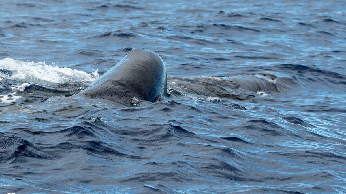 Nous avons été témoins de l'allaitement des cachalots dans l'Océan Atlantique : une rencontre captivante aux Açores 2 Un petit capodoglio nage à proximité d'une femelle adulte, illustrant le comportement d'allaitement.