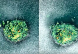 Pour la première fois, découvrez en images en temps réel comment s'implante un embryon 57 INSTITUTO de bioingénierie de Catalogne, capture d'écran du vidéo montrant le moment où l'embryon pénètre dans la plateforme qui simule