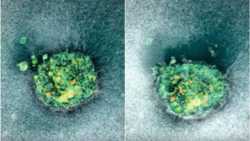 Pour la première fois, découvrez en images en temps réel comment s'implante un embryon 9 INSTITUTO de bioingénierie de Catalogne, capture d'écran du vidéo montrant le moment où l'embryon pénètre dans la plateforme qui simule