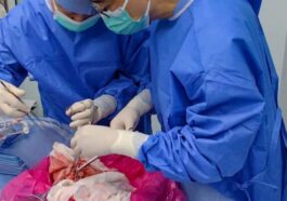 Pour la première fois, des scientifiques effectuent une transplantation de poumon de porc chez un humain