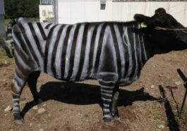 Pourquoi des scientifiques ont-ils peint des vaches avec des rayures de zèbre ?