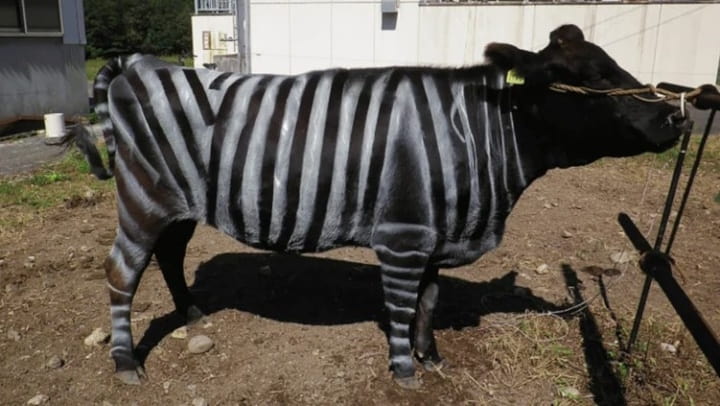 Pourquoi des scientifiques ont-ils peint des vaches avec des rayures de zèbre ? 2 Vache avec rayures de zèbre : noires et blanches
