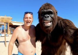 Pourquoi les réseaux sociaux sont-ils envahis par des singes qui partagent leur quotidien ?