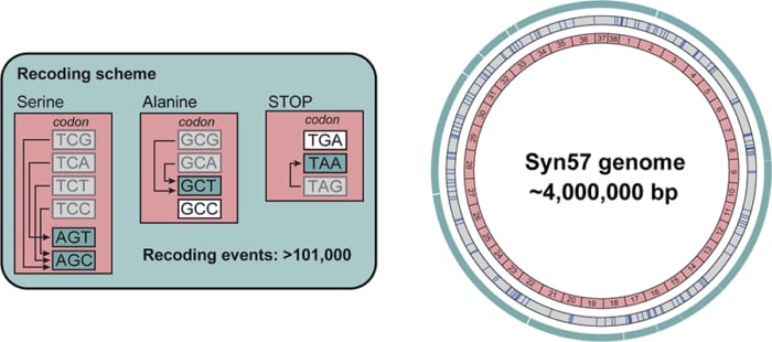 Syn57, une nouvelle forme de vie artificielle : découvrez le bactérie synthétique née à Cambridge 3 Le génome synthétique de Syn57 se compose de sept codons en moins pour la synthèse protéique : quatre des six codons pour la séroline ; deux des quatre pour l'alanine et un codon d'arrêt / Crédit : MRC Laboratory of Molecular Biology
