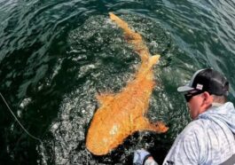 Un requin orange étonne les pêcheurs : une combinaison génétique incroyablement rare