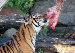 Zoo critiqué après avoir demandé aux visiteurs de donner leurs animaux pour nourrir les carnivores 85 Zoo critiqué après avoir demandé aux visiteurs de donner leurs animaux pour nourrir les carnivores
