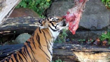 Zoo critiqué après avoir demandé aux visiteurs de donner leurs animaux pour nourrir les carnivores