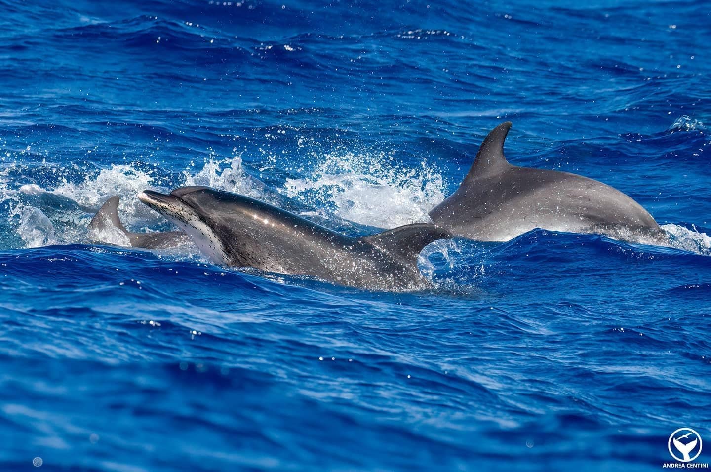 Stenelles maculées atlantiques (Stenella frontalis). Crédit : Andrea Centini