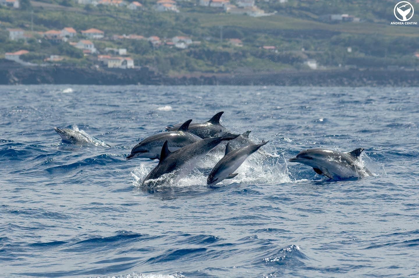 Stenelles maculées atlantiques (Stenella frontalis). Crédit : Andrea Centini