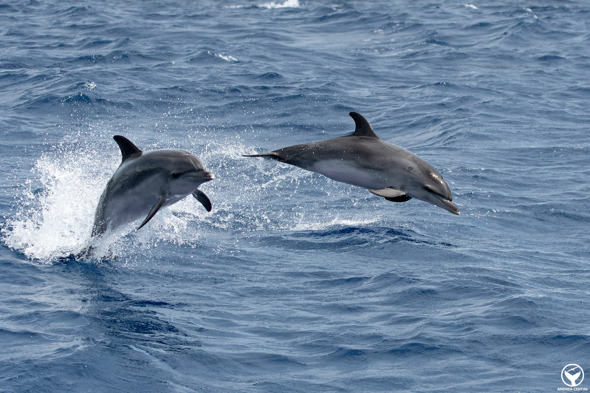 Deux stenelles maculées atlantiques (Stenella frontalis) sautent ensemble. Crédit : Andrea Centini