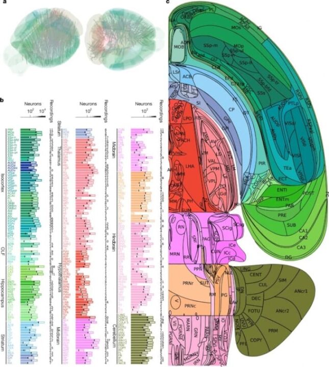 Une vidéo dévoile le processus de décision dans notre cerveau 3 1757964932 382 Une video devoile le processus de decision dans notre cerveau