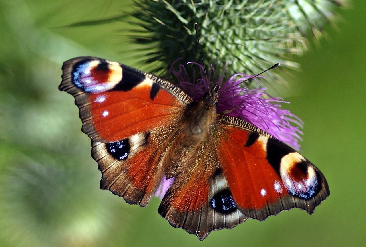 L'art de la tromperie : comment la Macrocilix maia déjoue les prédateurs grâce à son mimétisme 3 Papillon paon