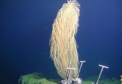 Le corail Iridogorgia chewbacca