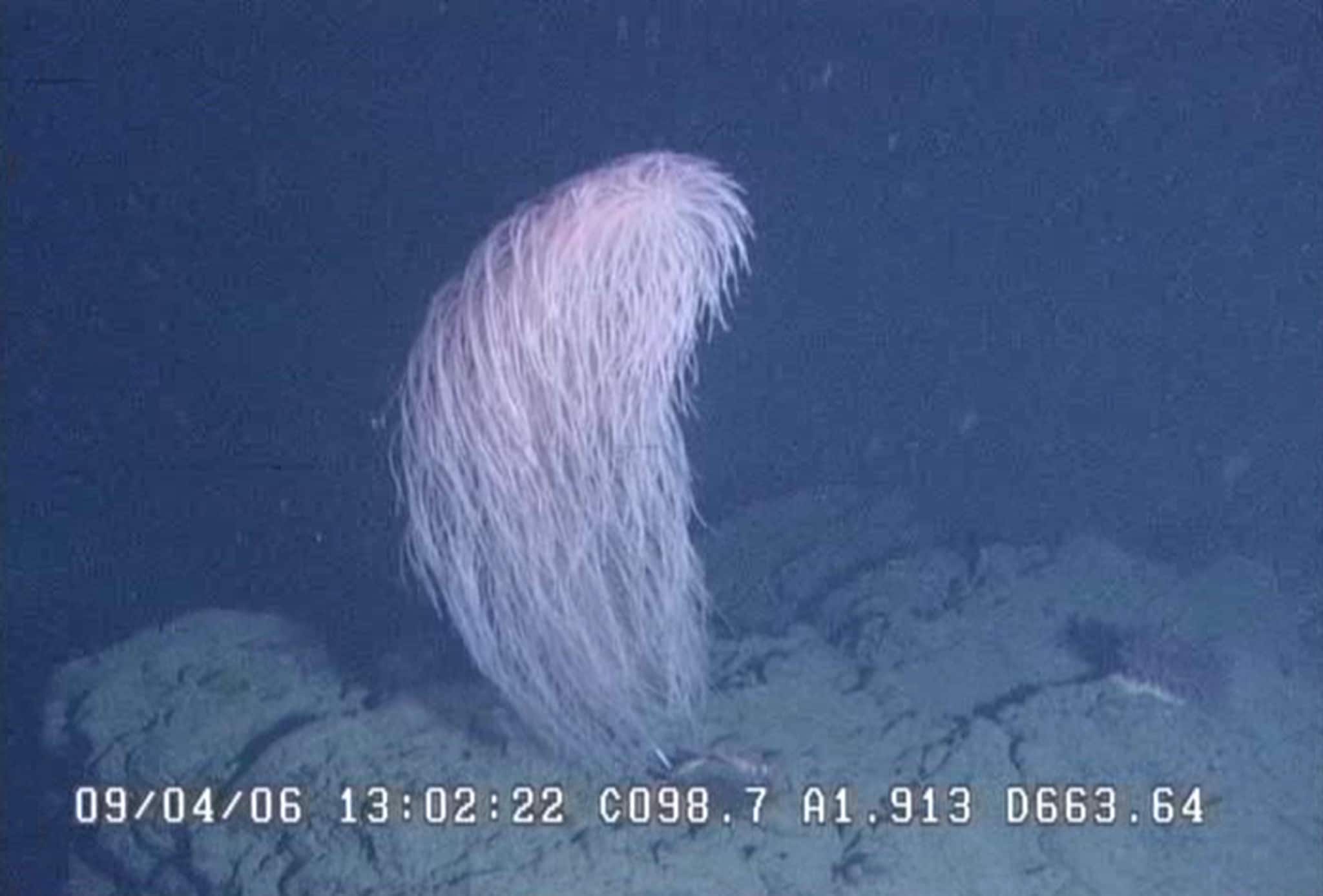 Le corail Iridogorgia chewbacca