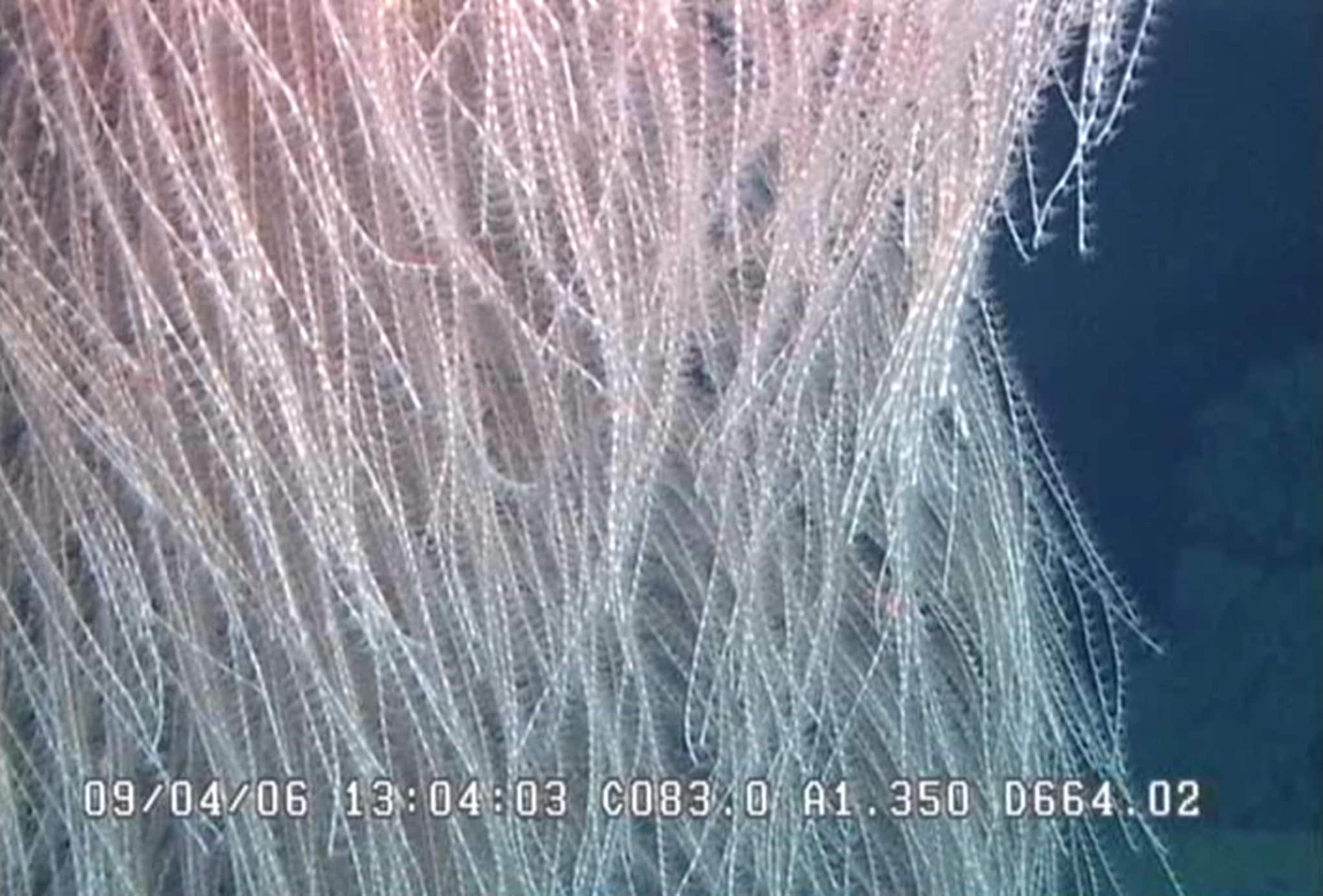 Le corail Iridogorgia chewbacca