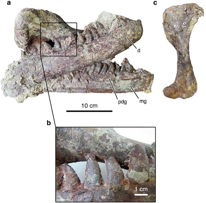 Un gigantesque raptor découvert en Argentine : une macabre surprise cachée entre les dents du redoutable dinosaure 4 Détail des dents et de l’humérus du crocodile préhistorique. Crédit: Ibiricu et al./ Nature Communications