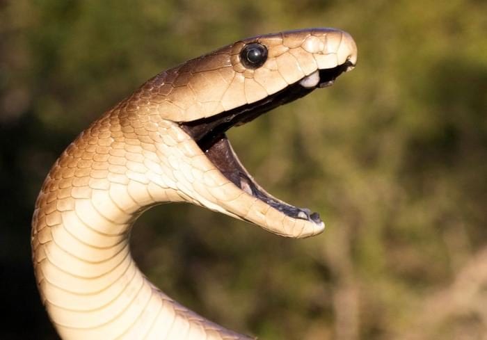 Dévoilé : le trouble phénomène du venin des mambas et pourquoi certains patients se détériorent après l'antidote 3 Mamba noir. Sa couleur est en réalité un marron clair, le pigment sombre qui donne son nom au serpent se trouvant dans le palais. Crédit : Giovanni Marais