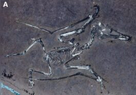 Ces fossiles extraordinaires du Jurassique dévoilent la tragique fin des jeunes ptérosaures 73 Fossile du pterodattilo Lucky 1. Crédit : Université de Leicester