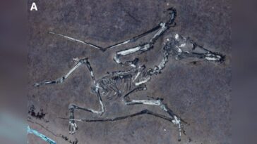Fossile du pterodattilo Lucky 1. Crédit : Université de Leicester